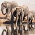 Elephants found drinking water